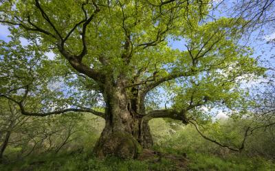 Mighty oaks from little acorn (vases) grow...