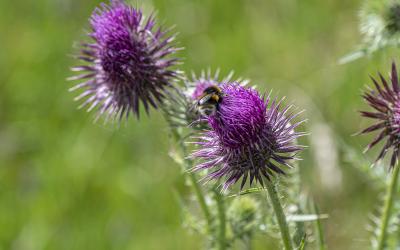 Bees on the Blenheim Estate