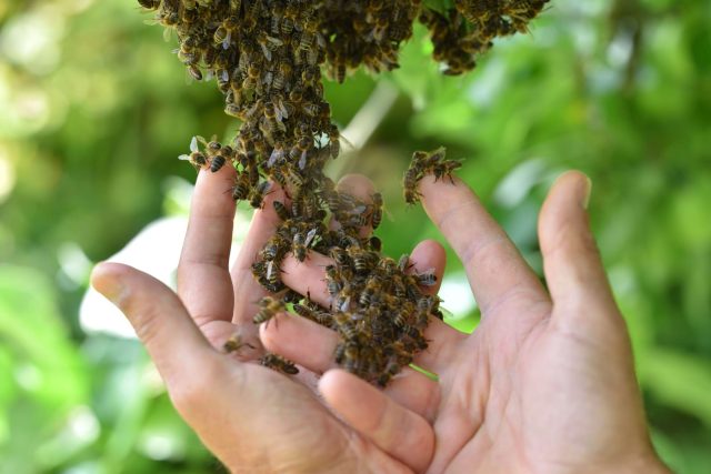 Honeybees clustered on a beekeeper's open hand