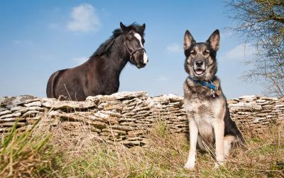 Blue Cross, Charity of the Year