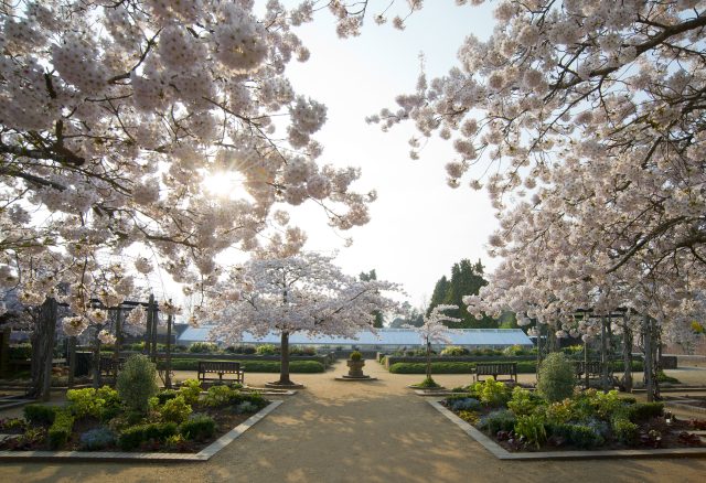 Cherry trees in blossom above benches and flower beds, with the butterfly house glasshouse beyond