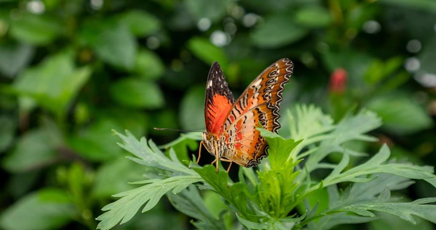 The Butterfly House