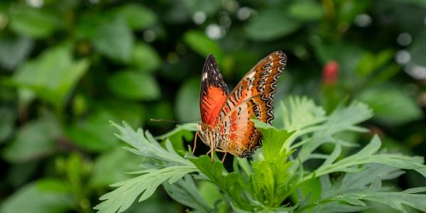 The Butterfly House