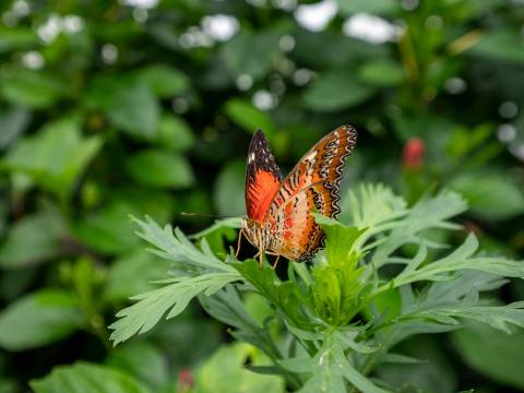 The Butterfly House