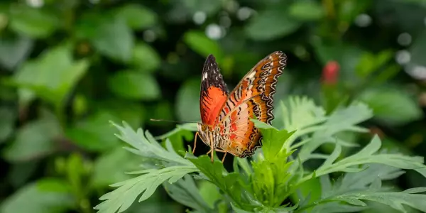 The Butterfly House