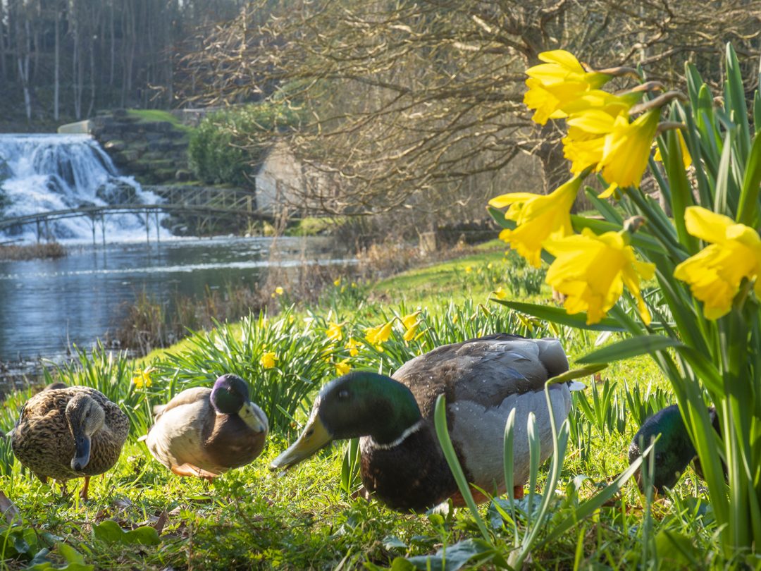 Mallard ducks among daffodils on a grassy bank, with a small waterfall behind
