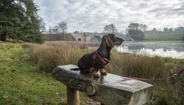 A dachshund standing on a wooden bench beside the lake, with the Grand Bridge and Palace behind