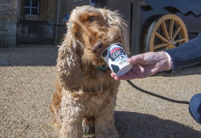 A cocker spaniel being offered a tub of dog-friendly ice cream