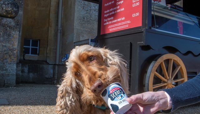 A cocker spaniel being offered dog-friendly ice cream beside the ice cream cart