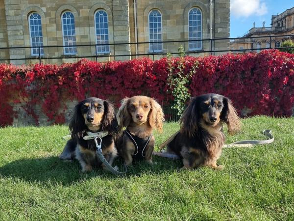A Dachshund Day Out at Blenheim Palace