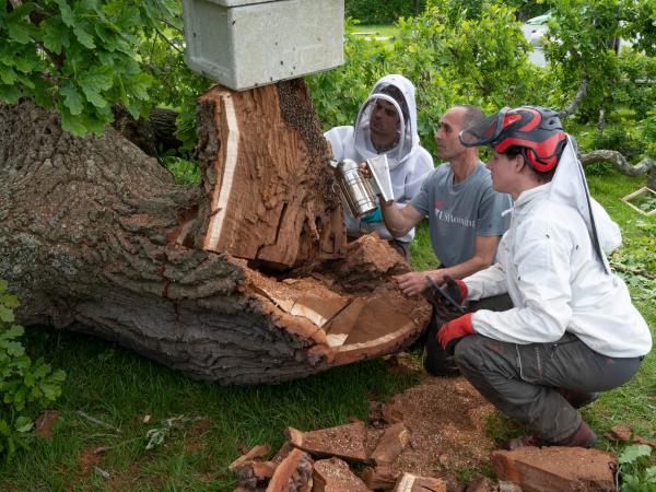 Hear From Filipe Our Head Beekeeper