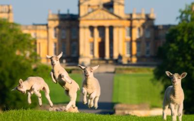 Spring at Blenheim Palace