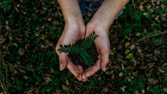 Two cupped hands hold a small pile of dark soil with a green fern leaf over leafy ground