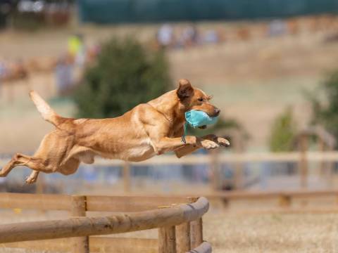 Game Fair at Blenheim Palace