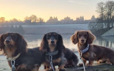 Dogs of Blenheim Palace Trail