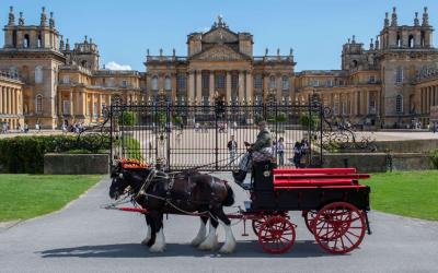 Horses at Blenheim Palace