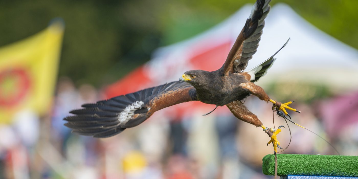A Harris hawk taking off from its perch during a falconry display