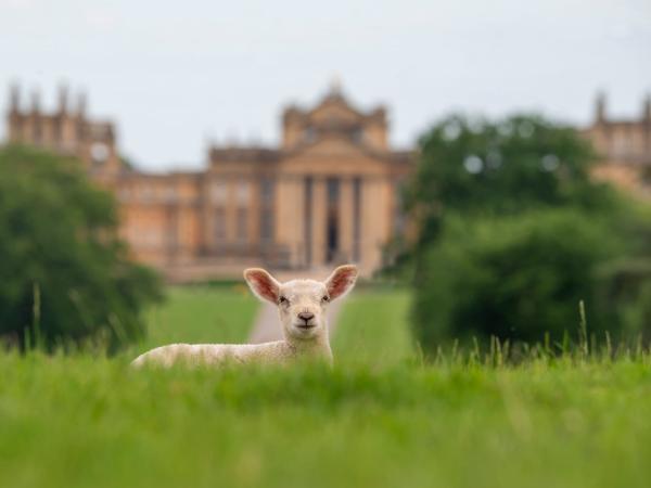 Our Shepherds Re-launch of Thank Ewe Campaign Ahead of Lambing Season
