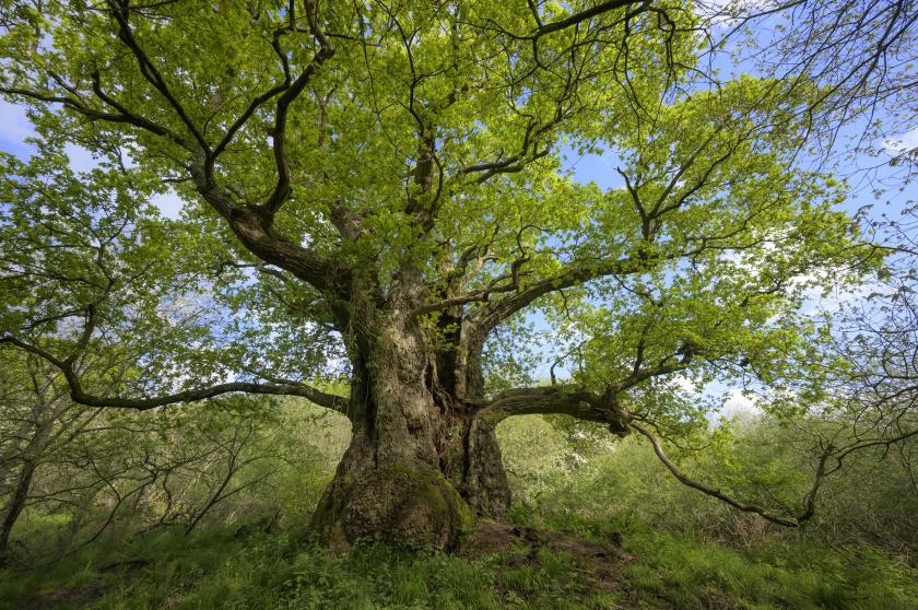 Ancient Oaks