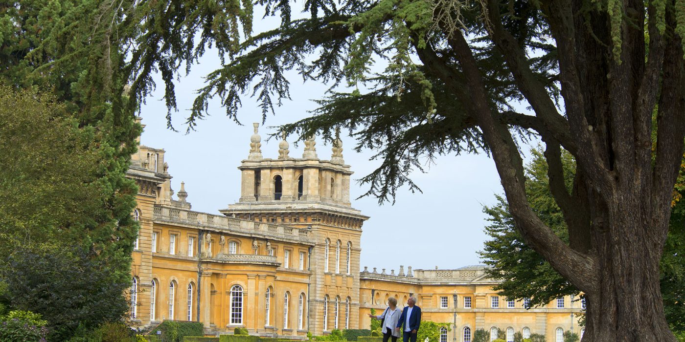 Visitors walking towards the Palace beneath a spreading cedar tree