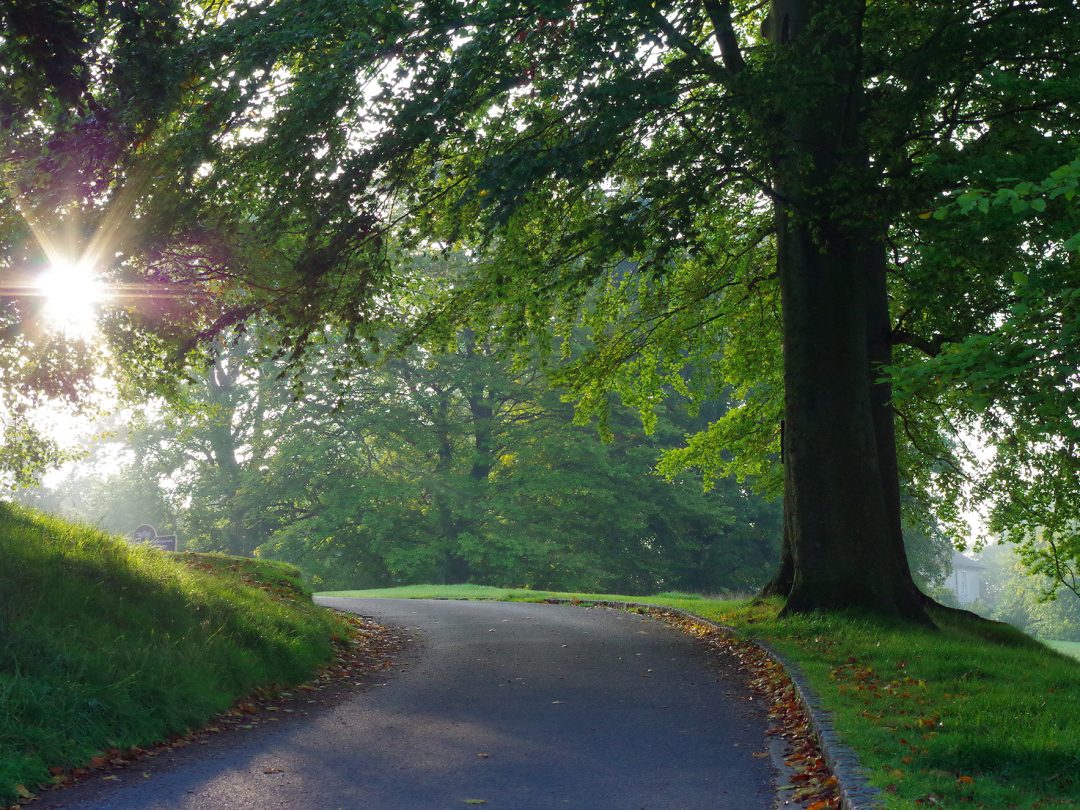 A curving path through the park beneath mature trees in morning sunlight