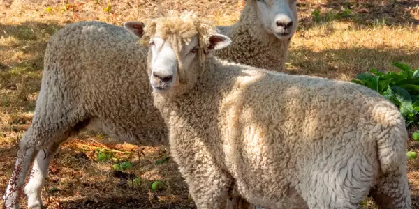 Marlborough Mini Farm