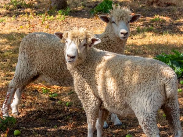 Marlborough Mini Farm