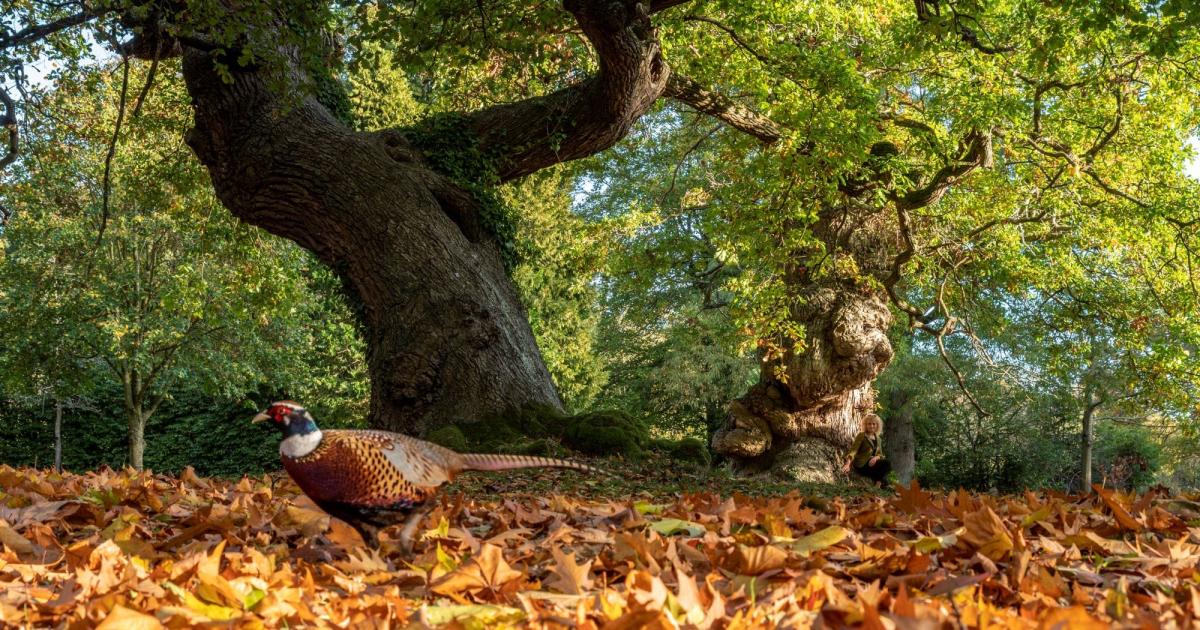 Gardens and Parkland | Blenheim Palace