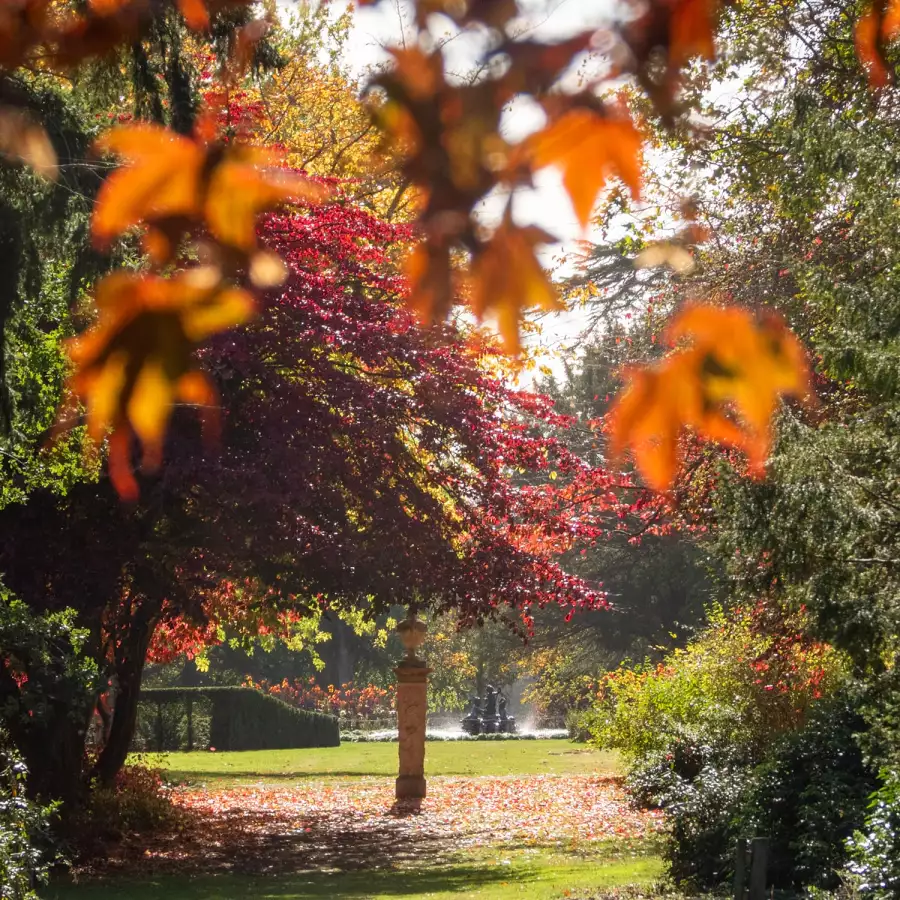 A cock pheasant on a carpet of autumn leaves beneath an ancient oak