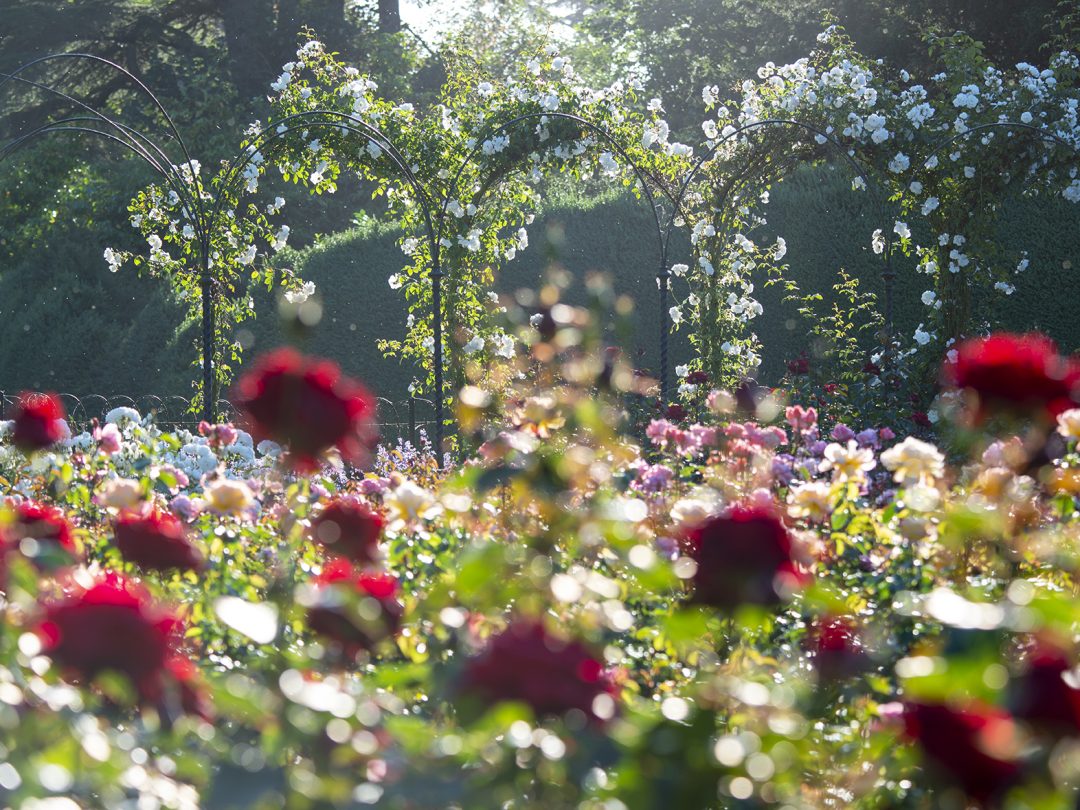 Red and white roses in bloom beneath the pergola arches of the Rose Garden