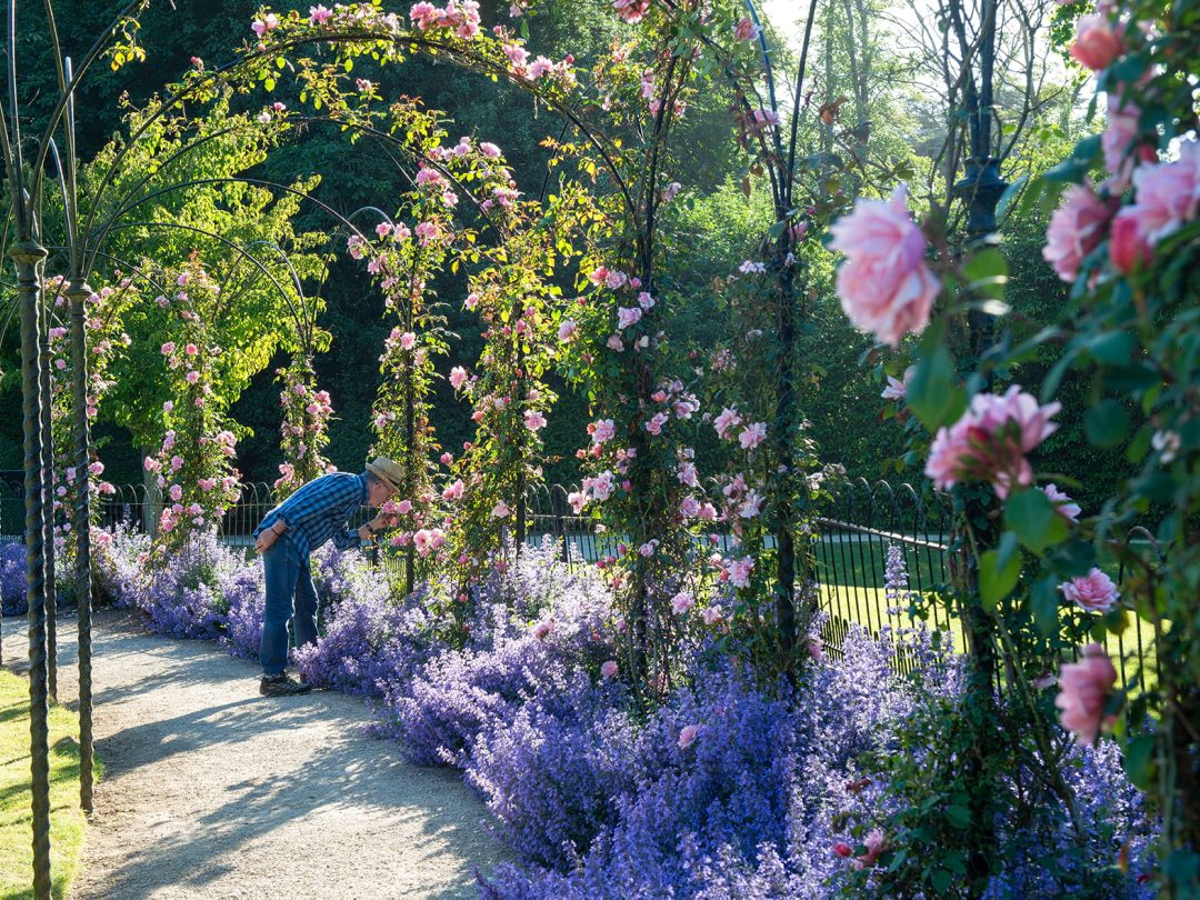 A gardener tending climbing roses on the pergola in the Rose Garden, above borders of catmint