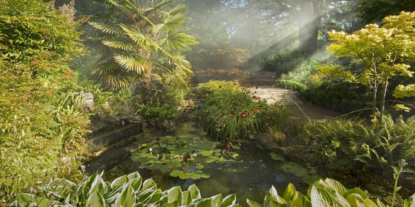 Sunlight falling through trees onto the lily pond and lush planting of the Secret Garden