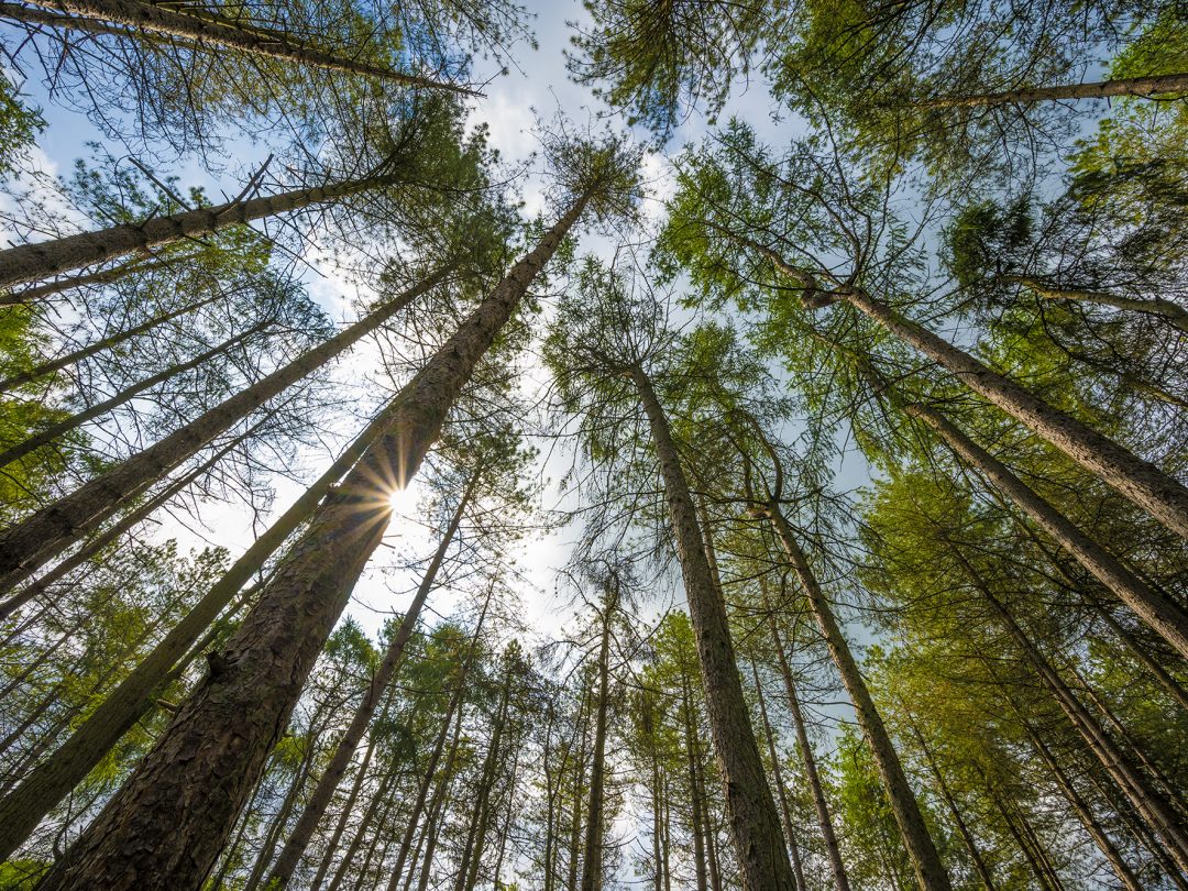 Looking up through tall pine trunks towards the sun and the canopy