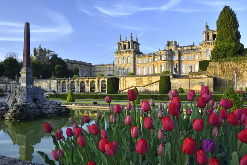Tulips in the water terraces of Blenheim Palace