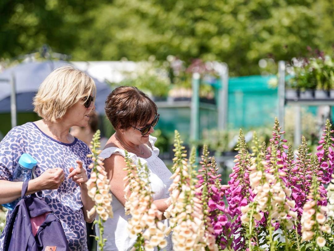 Two visitors looking at foxgloves on a plant stall at the flower show