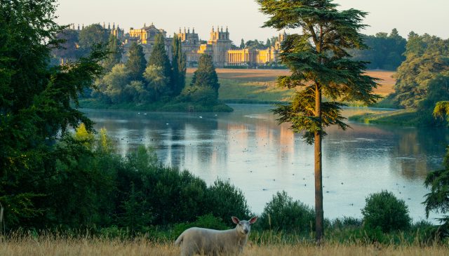 A sheep grazing above the lake at dawn, with Blenheim Palace beyond