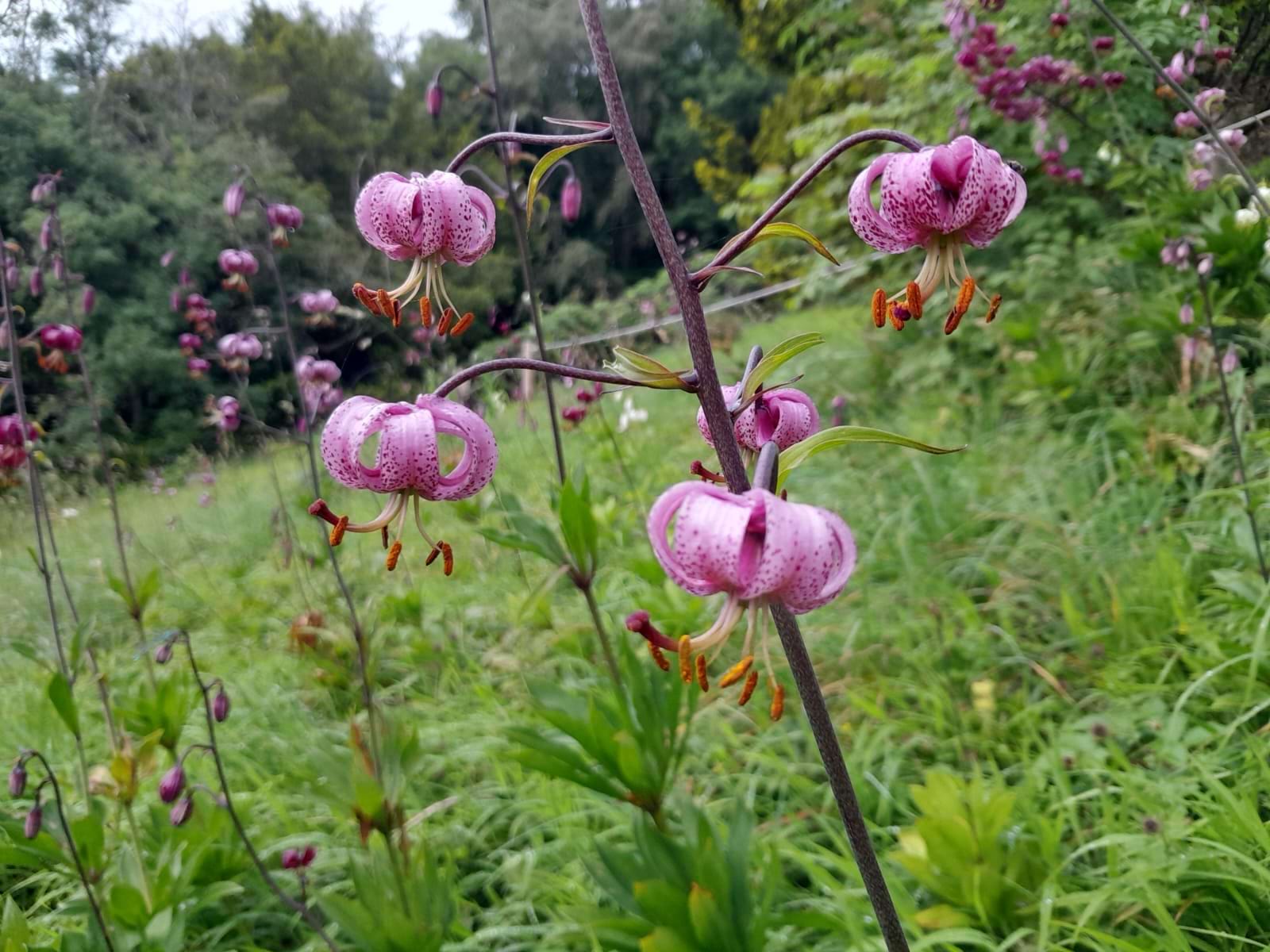 Lakeside Lillies