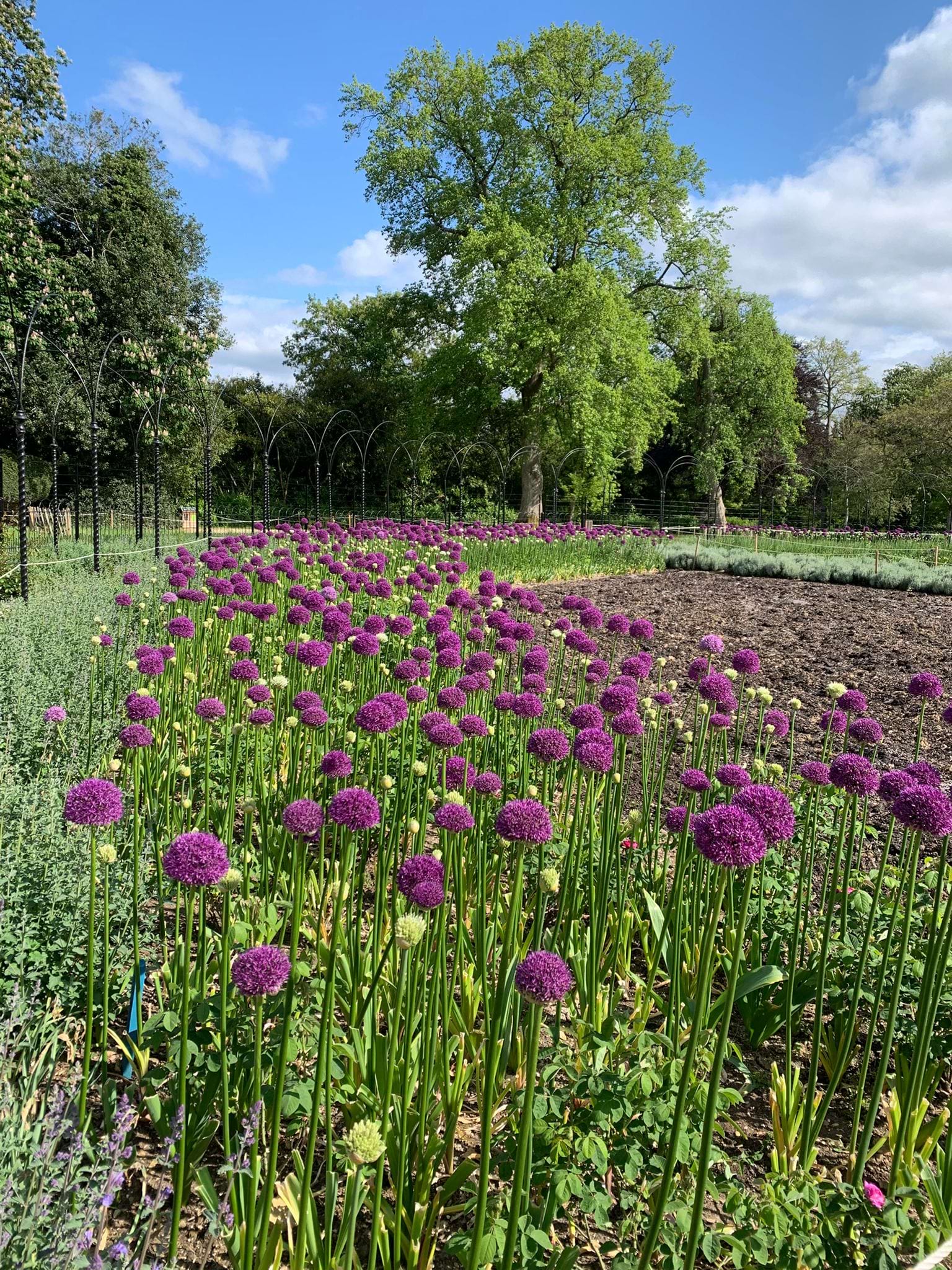 The Alliums have bloomed in the Rose Garden