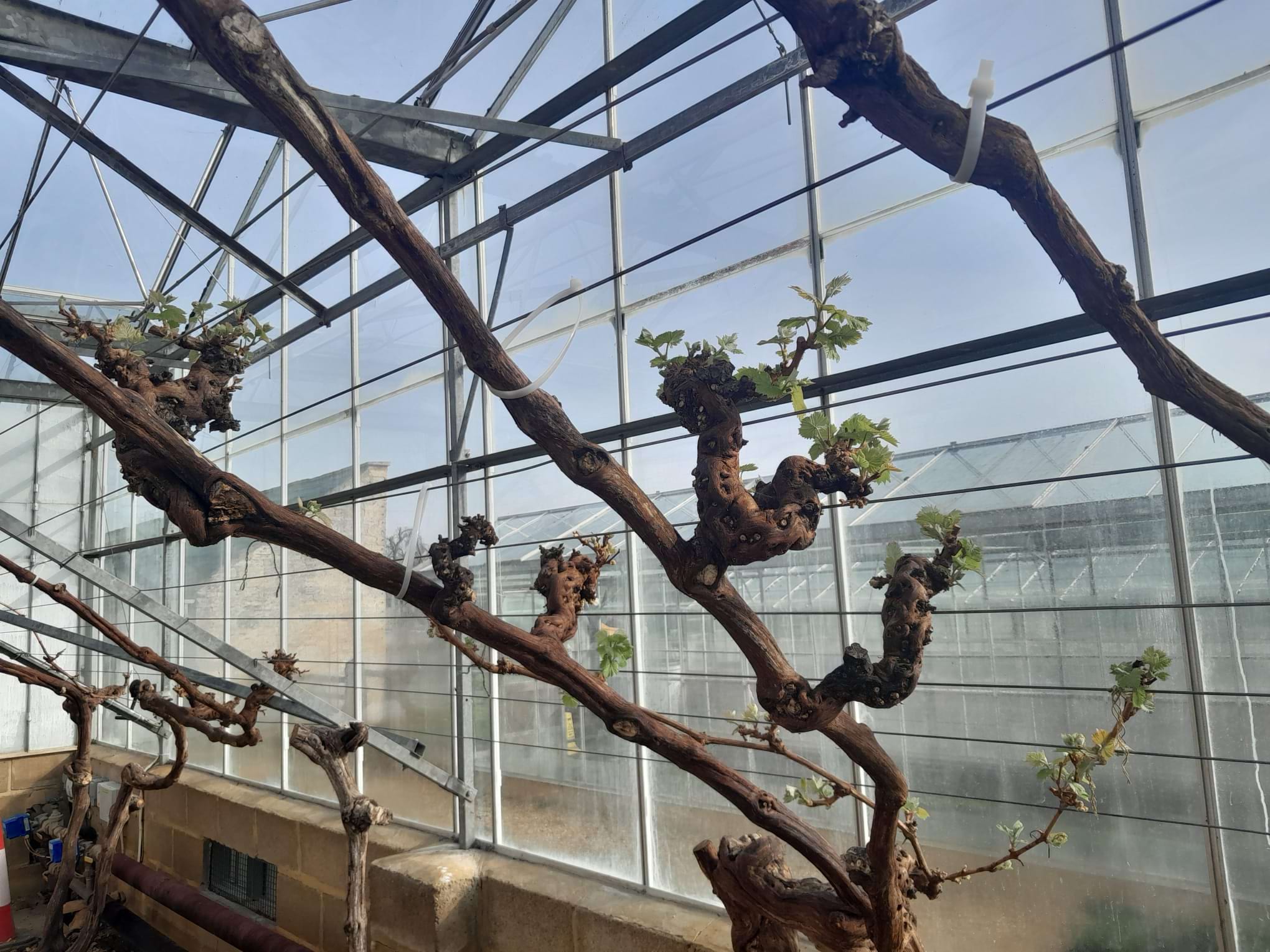 First shoots on our grapevines