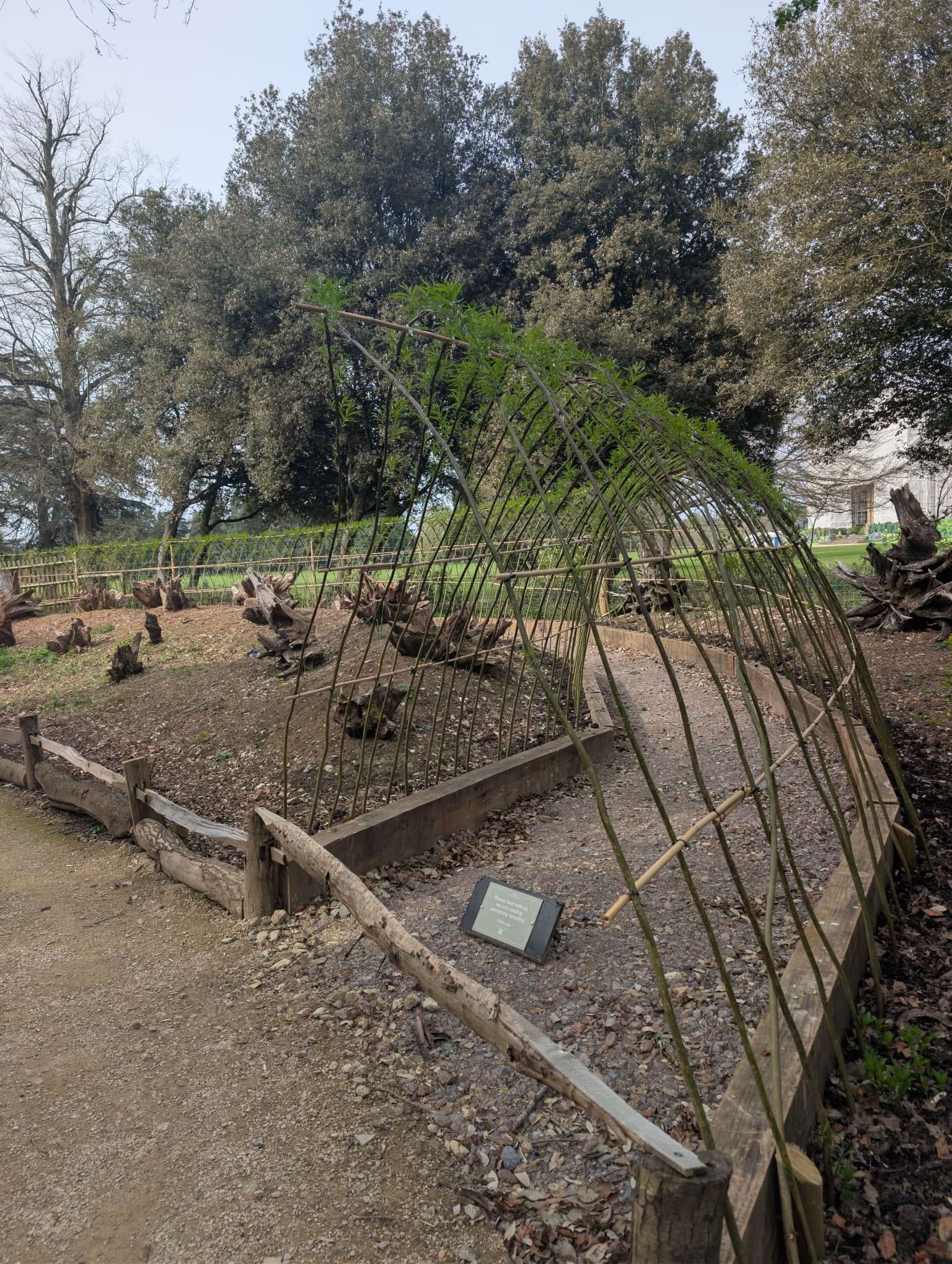 A Tunnel of Living Willow