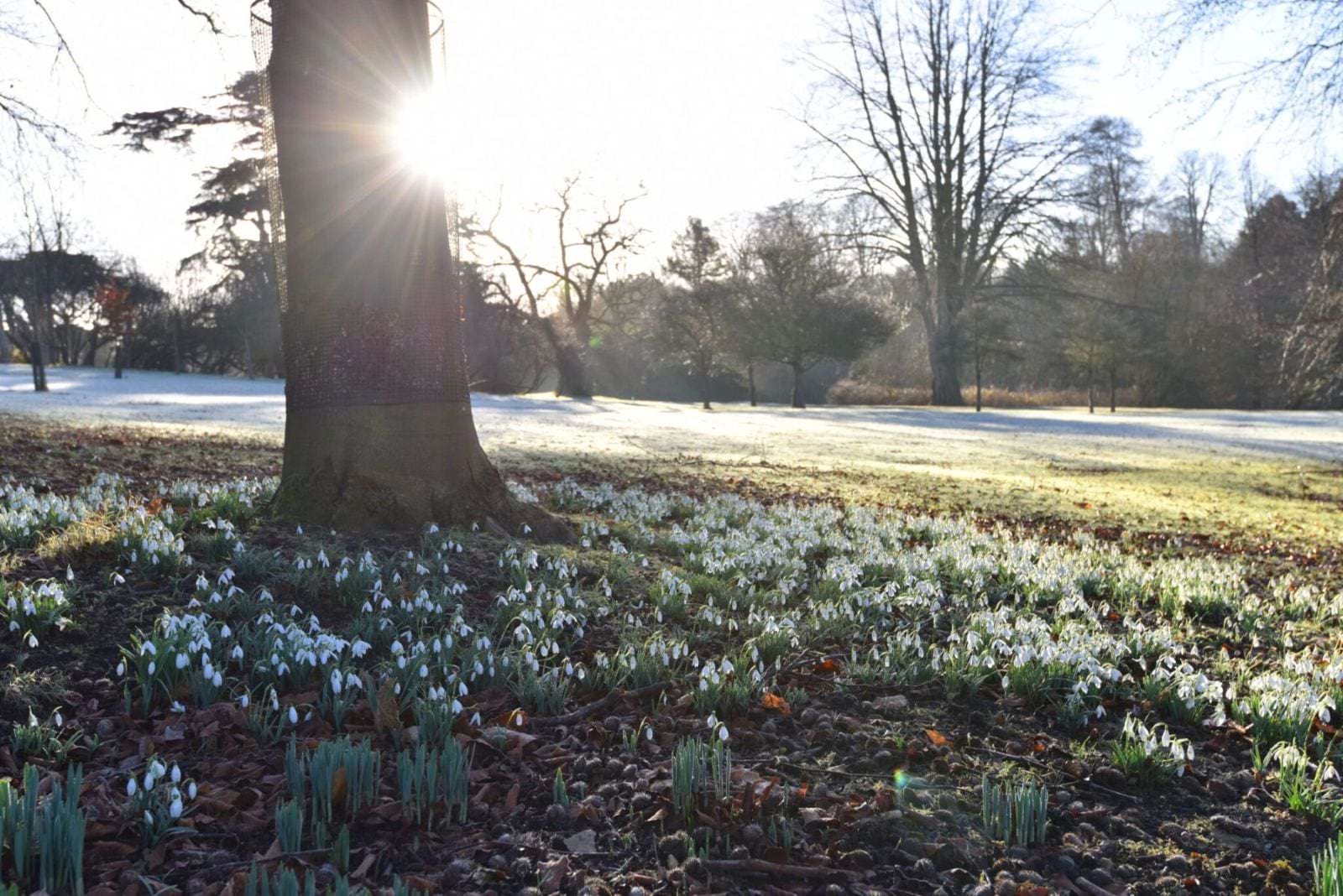A sea of snowdrops