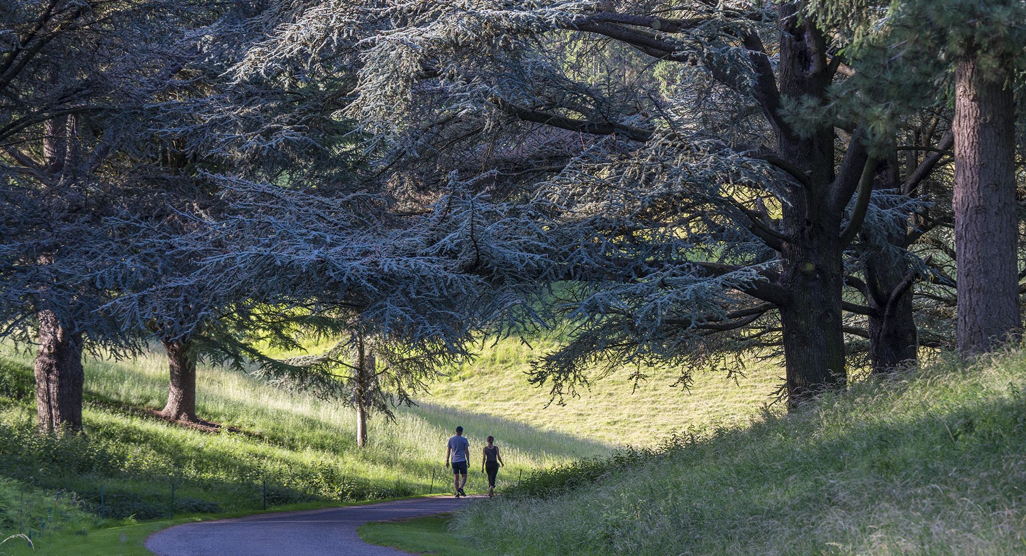 Two walkers on a winding path beneath huge spreading cedar trees on a grassy slope